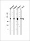 (Mouse) Utf1 Antibody (C-term)